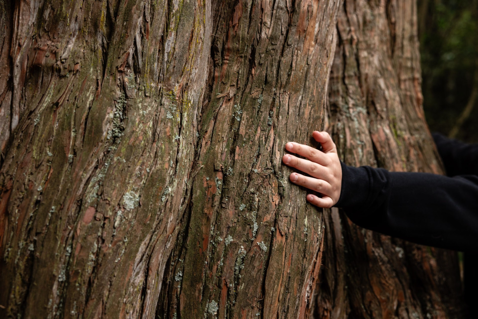 Child's hand resting on the trunk of an ancient tōtara